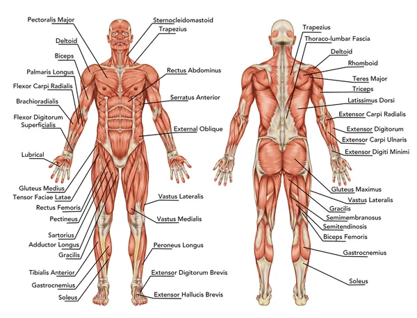 Анатомия мужской мускульной системы - следующего и предшествующего представления - всего тела - дидактический — стоковое фото