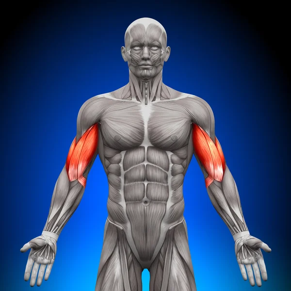 Бицепс - анатомии мышц — стоковое фото